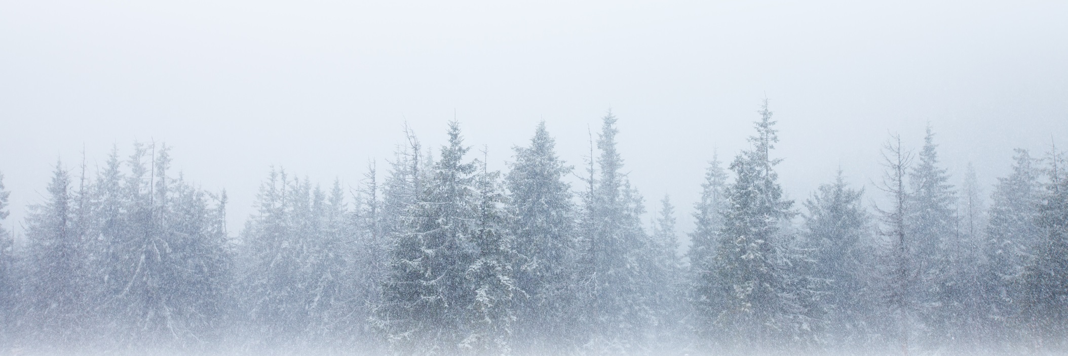Snowy trees