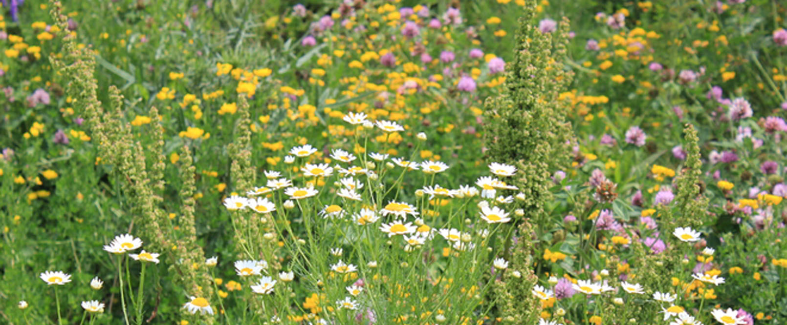 Field of wildflowers